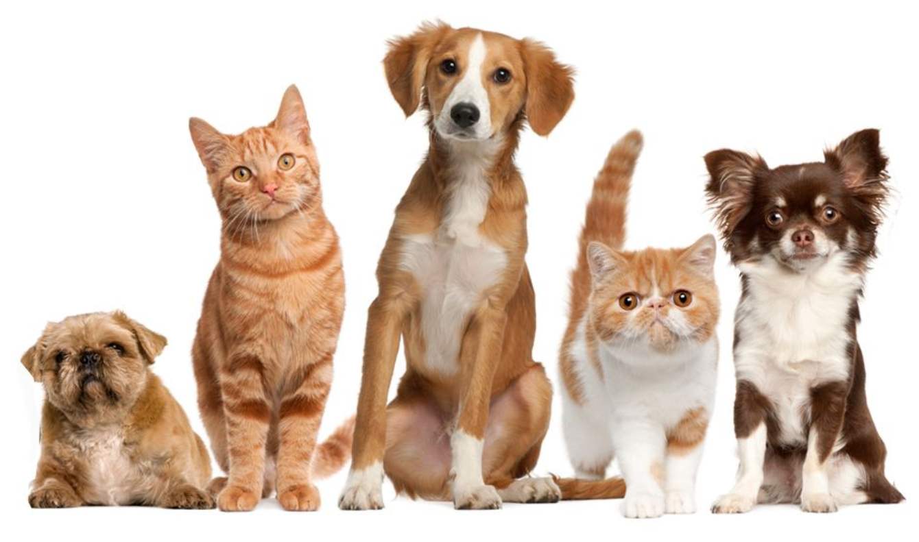 pet friendly cleaning services animal sponsor